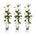Rosa 'Crazy' (rose) – 3 plants, Ø15 cm, 65 cm high – art. 7687