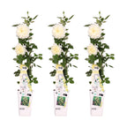 Rosa 'Crazy' (rose) – 3 plants, Ø15 cm, 65 cm high – art. 7687