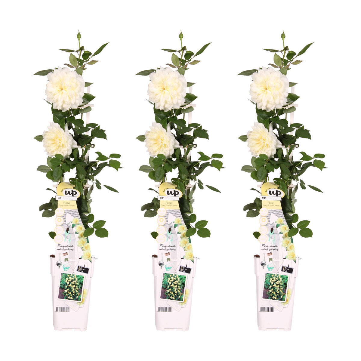 Rosa 'Crazy' (rose) – 3 plants, Ø15 cm, 65 cm high – art. 7687