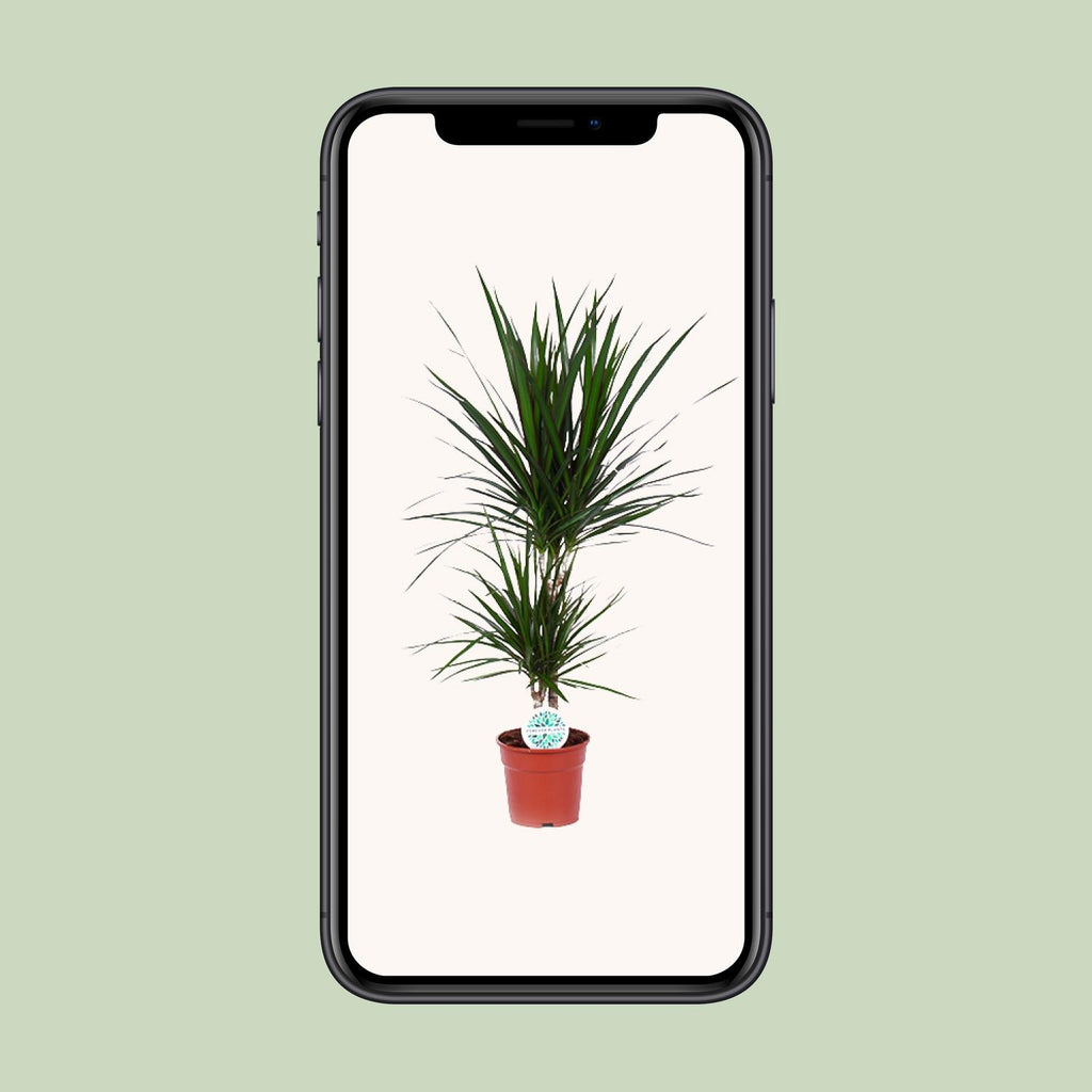 Dracaena marginata (dragebreg) – Ø17 cm, 75 cm høj