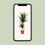 Dracaena marginata (dragebreg) – Ø17 cm, 75 cm høj
