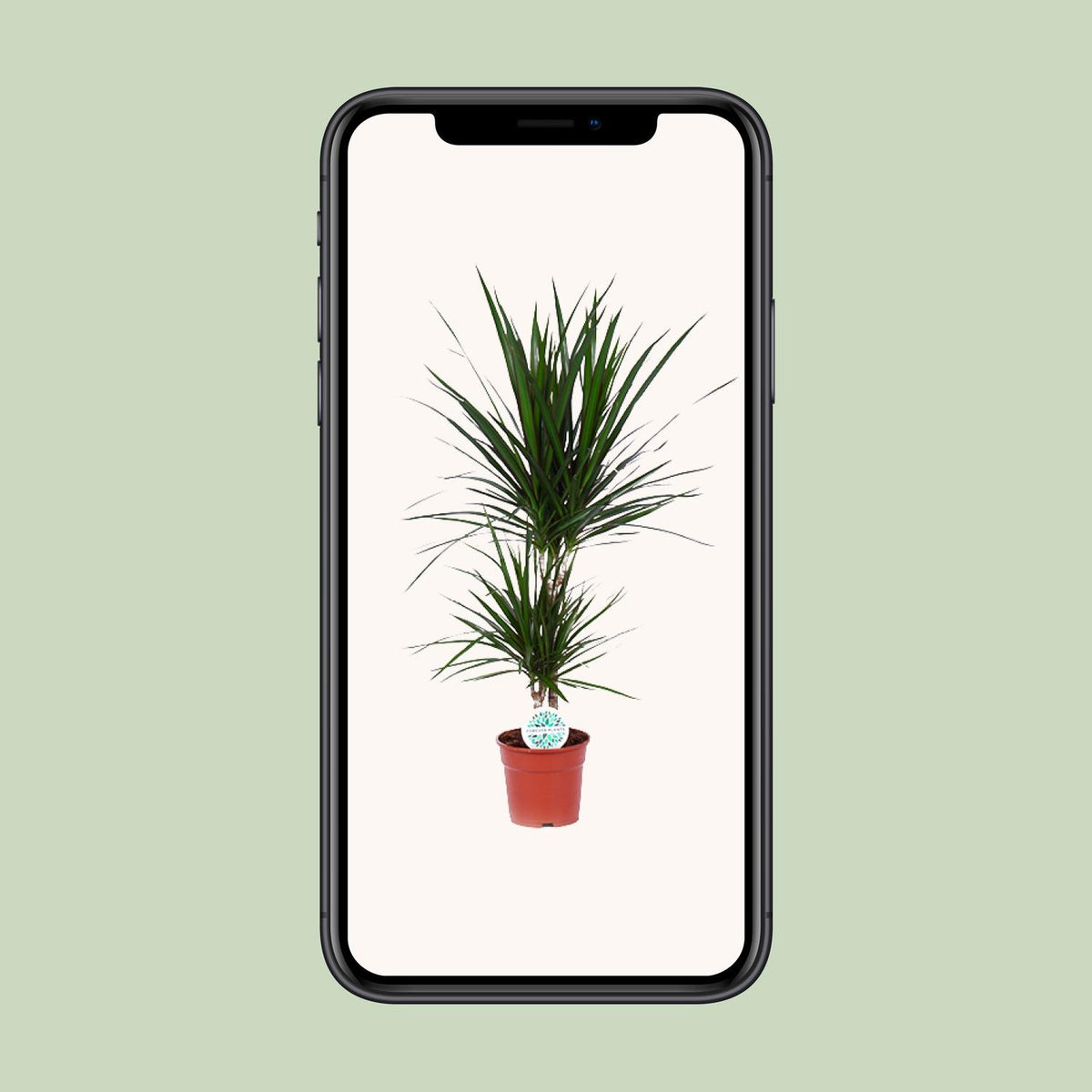Dracaena marginata (Drachenbaum) – Ø 17 cm, 75 cm hoch