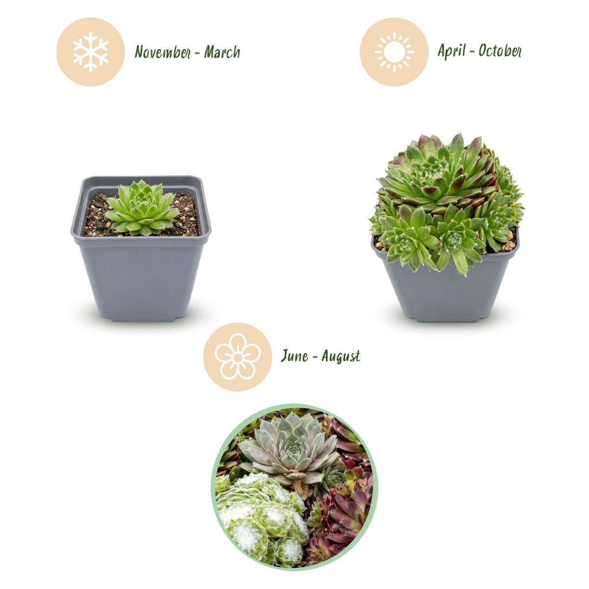 Sempervivum 'Big Sam' (joubarbe) – 24 plantes, Ø7 cm, 10–12 cm de haut – photo 3