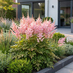 Astilbe 'Europa' (Fliederblumen) – rosa – 6 Pflanzen, Ø11 cm, 15–25 cm hoch