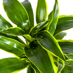 Dracaena Deremensis Dorado (drakenboom) – Ø19 cm, 70–90 cm hoog