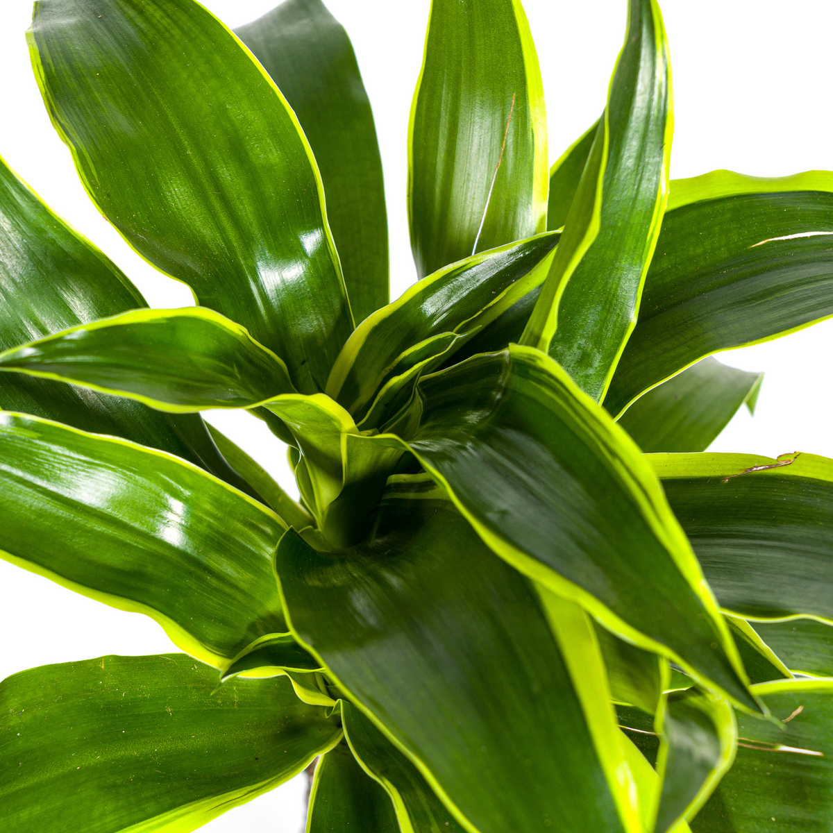 Dracaena Deremensis Dorado (drakenboom) – Ø19 cm, 70–90 cm hoog