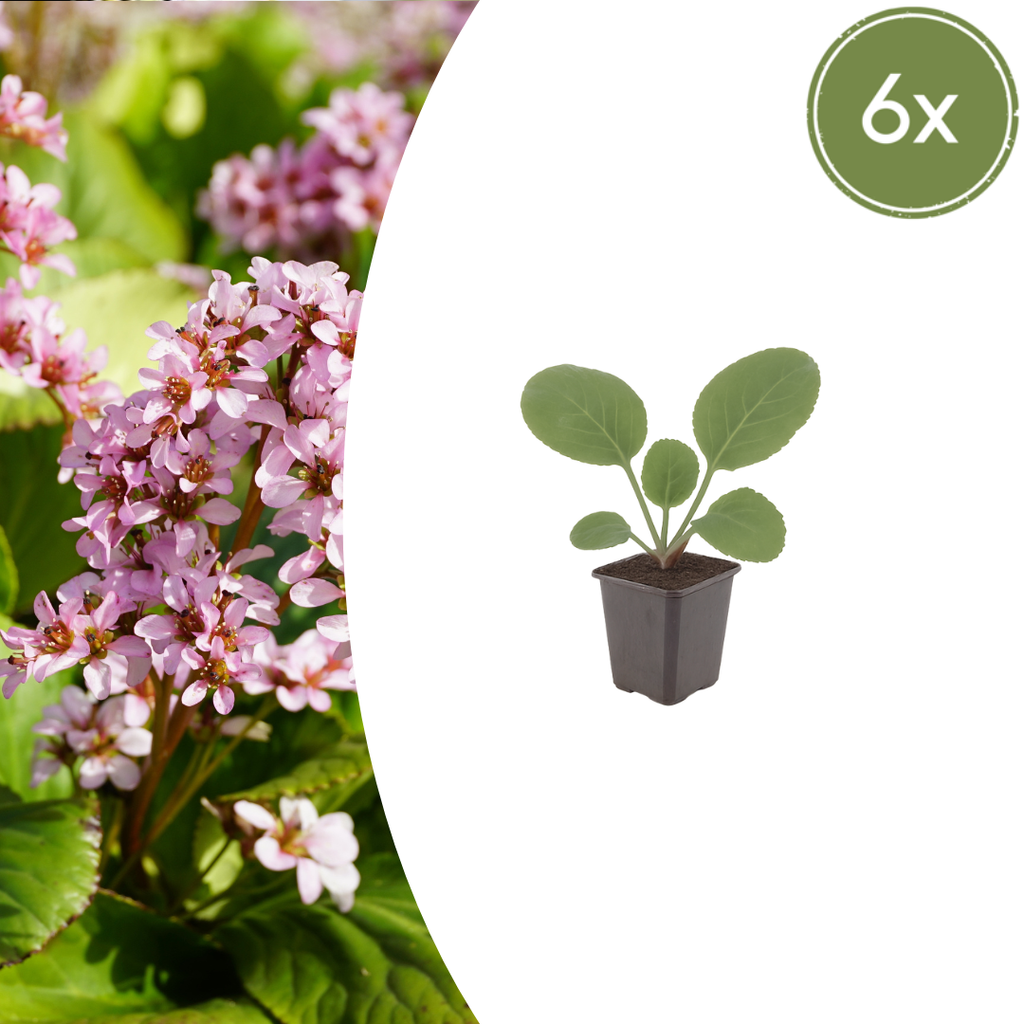 Bergenia cordifolia (elephant's ear) – 6 plants, Ø9 cm, 10–25 cm high