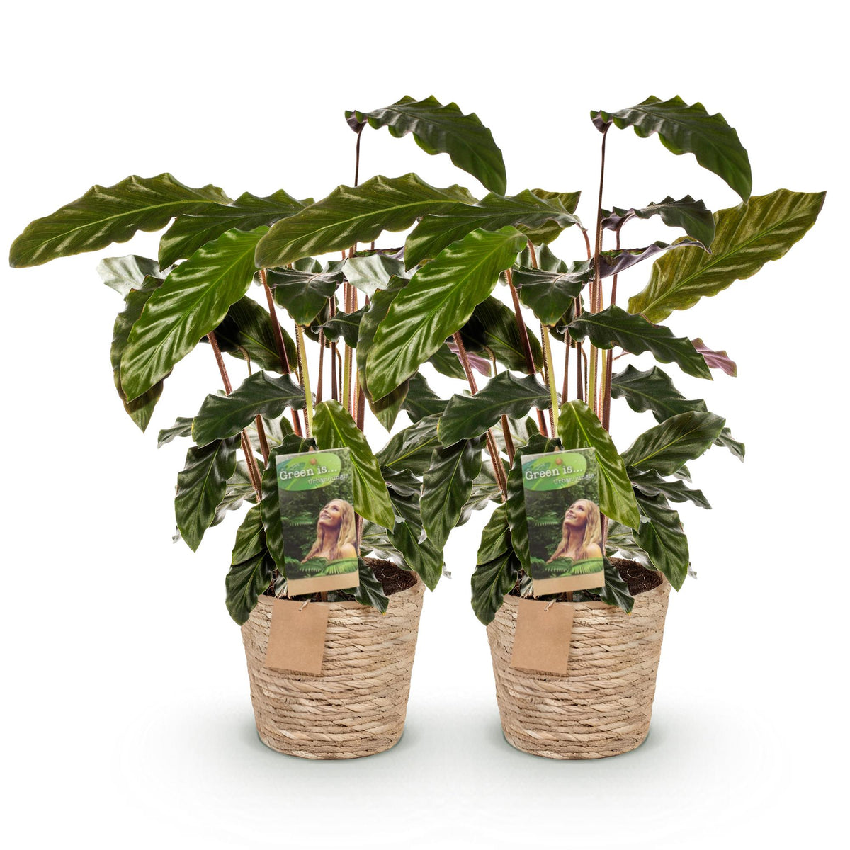 2× Calathea Rufibarba met mand – Ø17 cm, 55–60 cm hoog