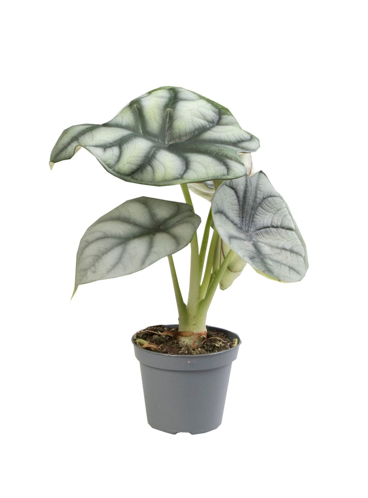 Alocasia Silver Dragon (elefantøre) – Ø6 cm, 12 cm høj