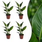 4× Strelitzia reginae (oiseau de paradis) – Ø12 cm, 35 cm de haut