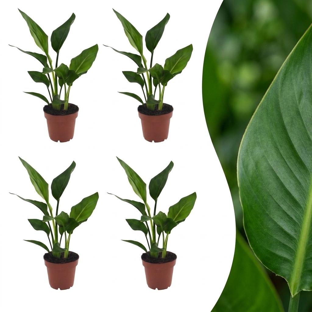 4× Strelitzia reginae (paradijsvogelbloem) – Ø12 cm, 35 cm hoog