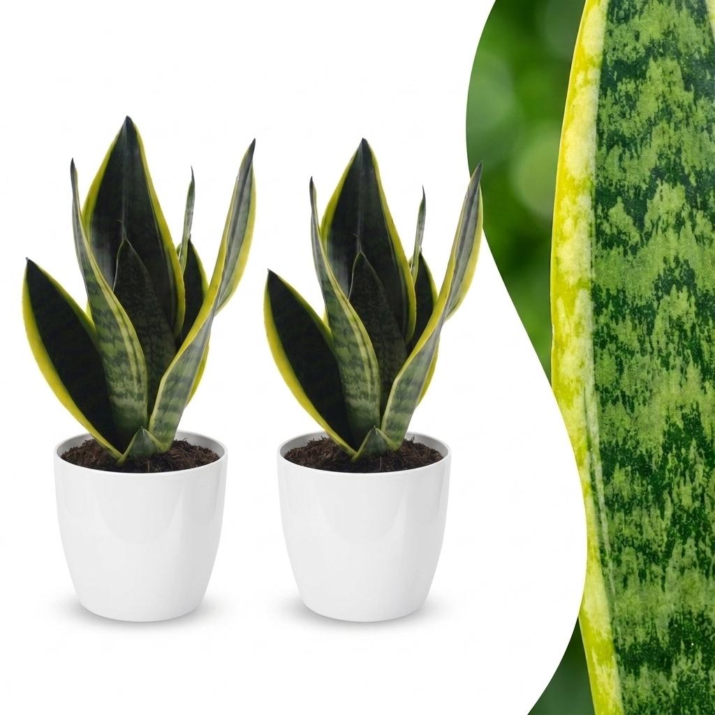 2× Sansevieria Future Superb (svigermors skarpe tunge) i Potter-pyntepotte hvid – Ø12 cm, 35 cm høj