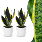 2× Sansevieria Future Superb (svigermors skarpe tunge) i Potter-pyntepotte hvid – Ø12 cm, 35 cm høj