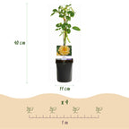 Rosa 'Rainbow' (Blüten rosa weiß gelb rot) – 4 Pflanzen, Ø11 cm, 40 cm hoch