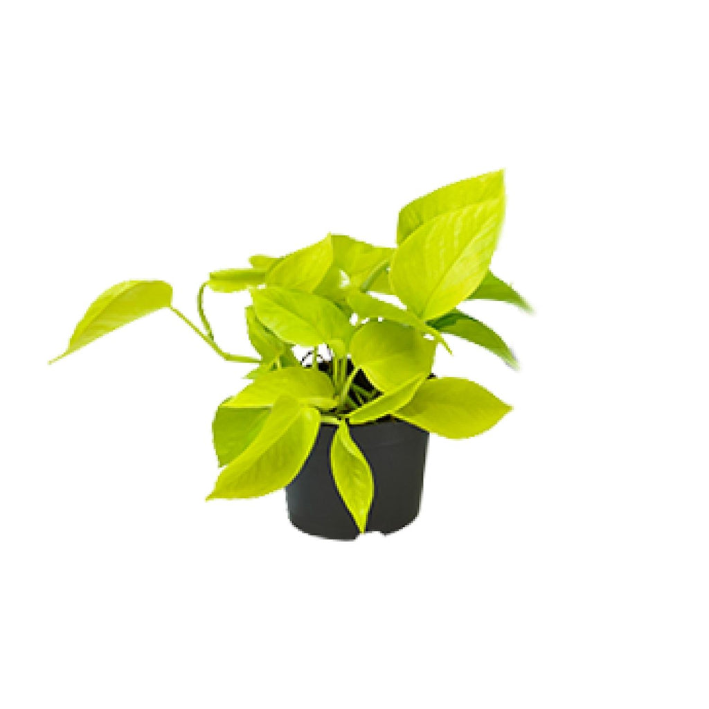 Epipremnum Golden Pothos (scindapsus) – Ø12 cm, 15 cm hoch