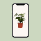 Asparagus Setaceus (asparagusvaren) – Ø12 cm, 35 cm hoog