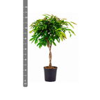 Ficus Amstel King på flettet stamme – Ø27 cm, 130 cm høj