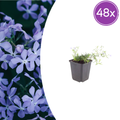 Phlox 'Emerald Cushion Blue-' (Leuchterblume) – 48 Pflanzen, Ø9 cm, 10–25 cm hoch