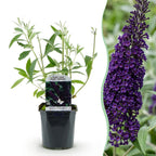 Buddleja davidii 'Black Night' (vlinderstruik) – paars – Ø17 cm, 45 cm hoog