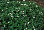 Potentilla tridentata 'Nuuk' (shrubby cinquefoil) – 12 plants, Ø9 cm, 10–25 cm high