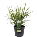 Miscanthus sinensis 'Strictus' (Japanisches Silbergras) – Ø 23 cm, 60 cm hoch
