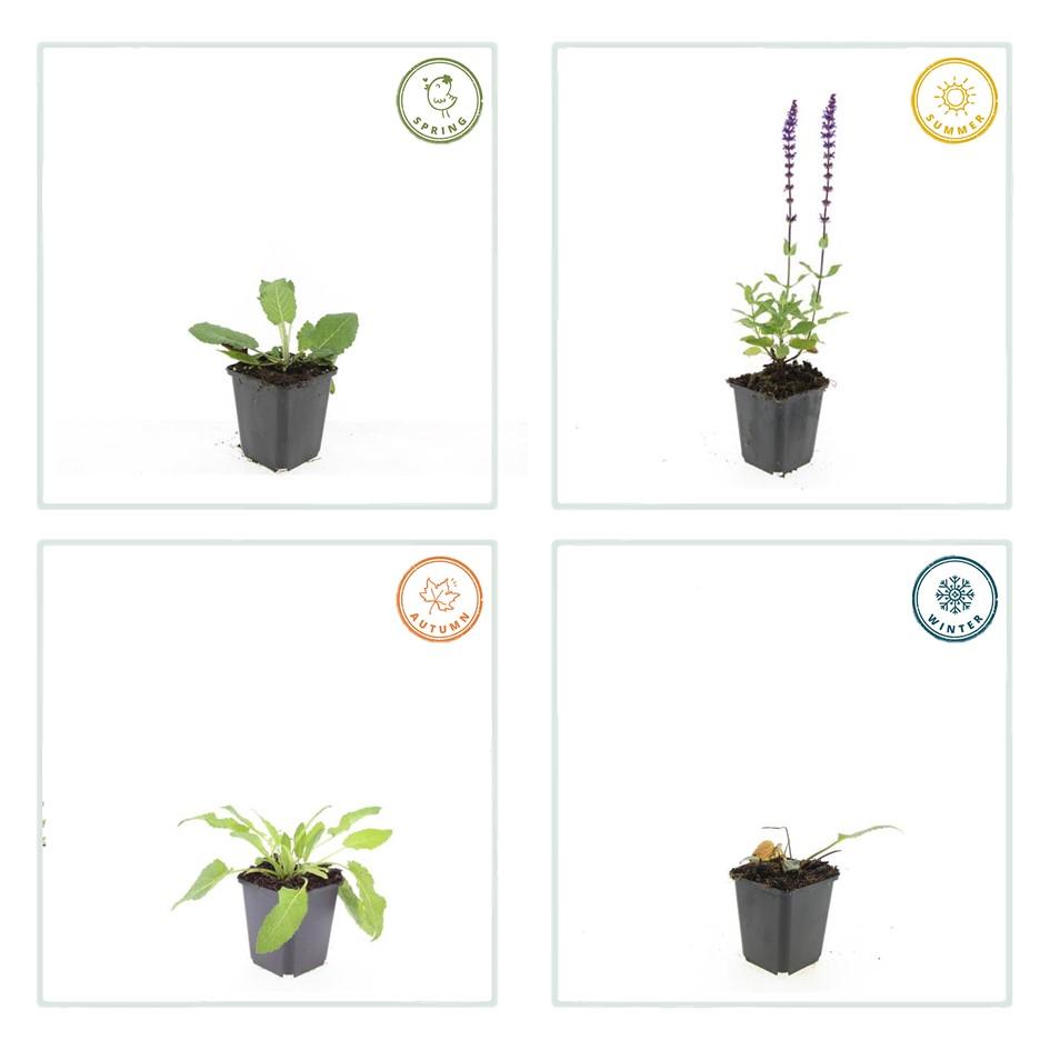Salvia nemorosa 'Mainacht' (sage) – 12 plants, Ø9 cm, 10–25 cm high – photo 6