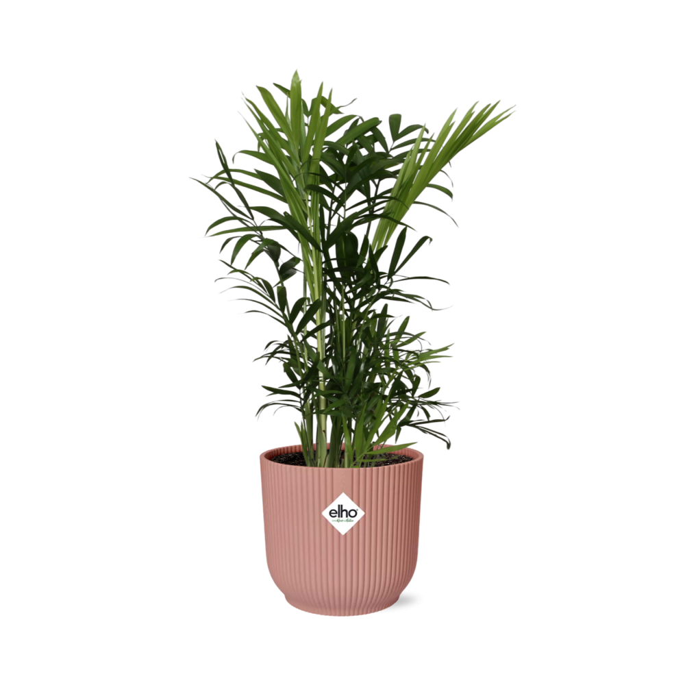 Chamaedorea elegans in ELHO Vibes Fold 14cm rosa (Bergpalme) – 40 cm hoch