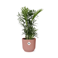 Chamaedorea elegans in ELHO Vibes Fold 14cm rosa (Bergpalme) – 40 cm hoch
