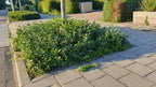 Euonymus fort. 'Coloratus' (burning bush) – 24 plants, Ø9 cm, 10–25 cm high