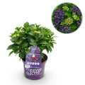 Hydrangea 'Forever & Ever' (hydrangea) – purple – Ø23 cm, 55 cm high