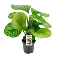 Calathea orbifolia – Ø14 cm, 50 cm hoog