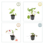 Geranium macrorrhizum 'Ingwersen’s Var.' (cranesbill) – 12 plants, Ø9 cm, 10–25 cm high