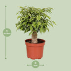 Ficus benjamina Kinky (Weihnachtsficus) – Ø 12 cm, 28 cm hoch
