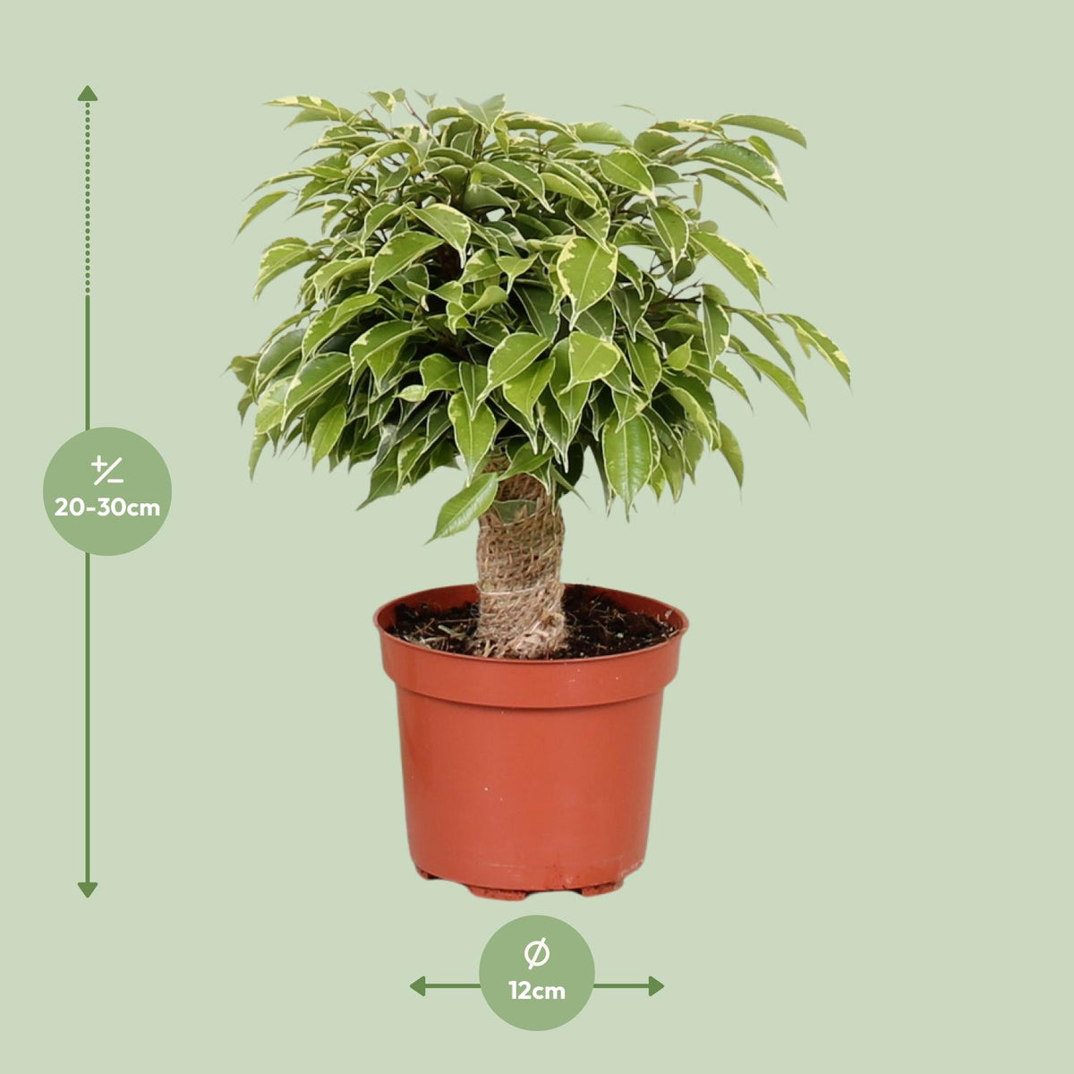 Ficus benjamina Kinky (grædefigen) – Ø12 cm, 28 cm høj
