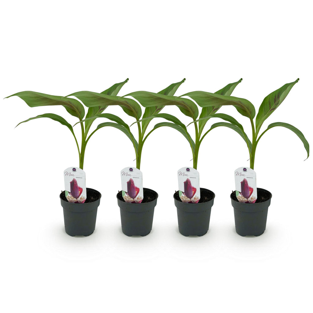 Musa sikkemensis 'Red Tiger' (banana plant) – 4 plants, Ø12 cm, 30 cm high – photo 2
