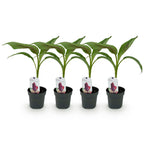 Musa sikkemensis 'Red Tiger' (banana plant) – 4 plants, Ø12 cm, 30 cm high