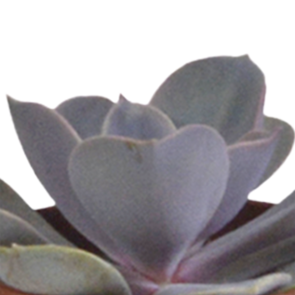Vetplanten in witte pot – Ø6 cm, 13 cm hoog