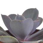 Vetplanten in witte pot – Ø6 cm, 13 cm hoog