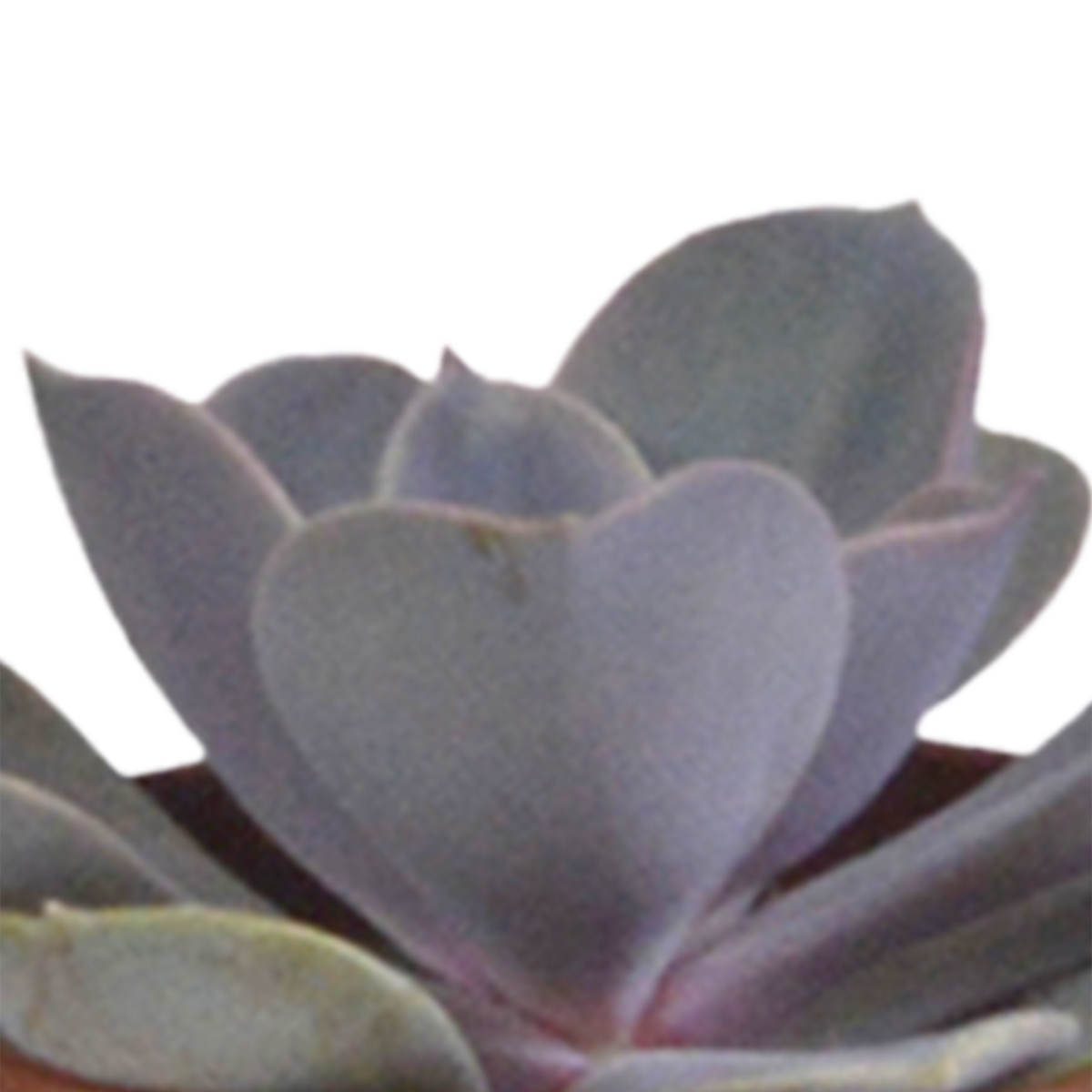 Vetplanten in witte pot – Ø6 cm, 13 cm hoog