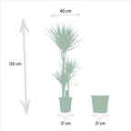 Dracaena (Drachenbaum) mit Korb – Ø 21 cm