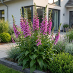 Digitalis purp. 'Dalmatian Purple' (Fingerhut) – lila – Ø11 cm, 15–25 cm hoch