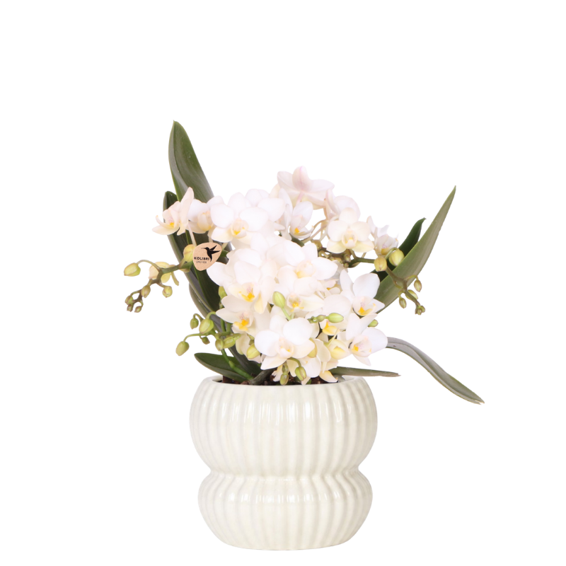Phalaenopsis 'Nazaré' wit (orchidee) in Horizon sierpot wit – Ø9 cm, 22 cm hoog