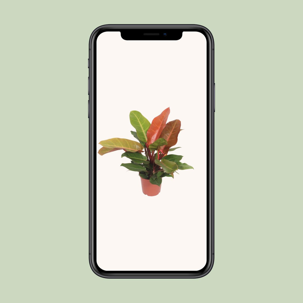 Philodendron Prince of Orange – Ø 17 cm, 45 cm hoch