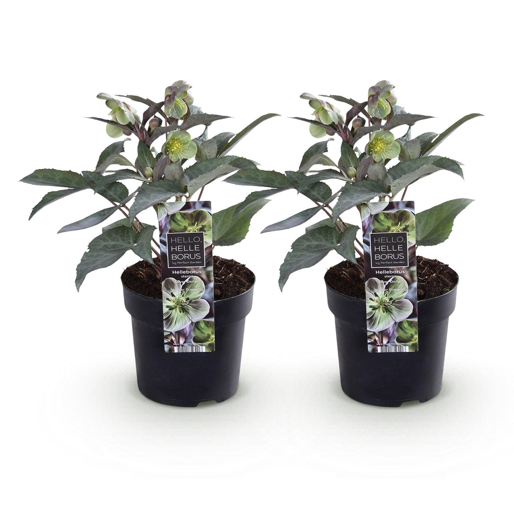 Helleborus sternii 'Silver Dollar' (Sternhalmi) – 2 Pflanzen, Ø 14 cm, 35 cm hoch – Bild 2
