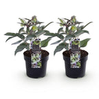 Helleborus sternii 'Silver Dollar' (Sternhalmi) – 2 Pflanzen, Ø 14 cm, 35 cm hoch