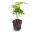 Asparagus Setaceuse Plumosus (bregnefløj) – Ø6 cm