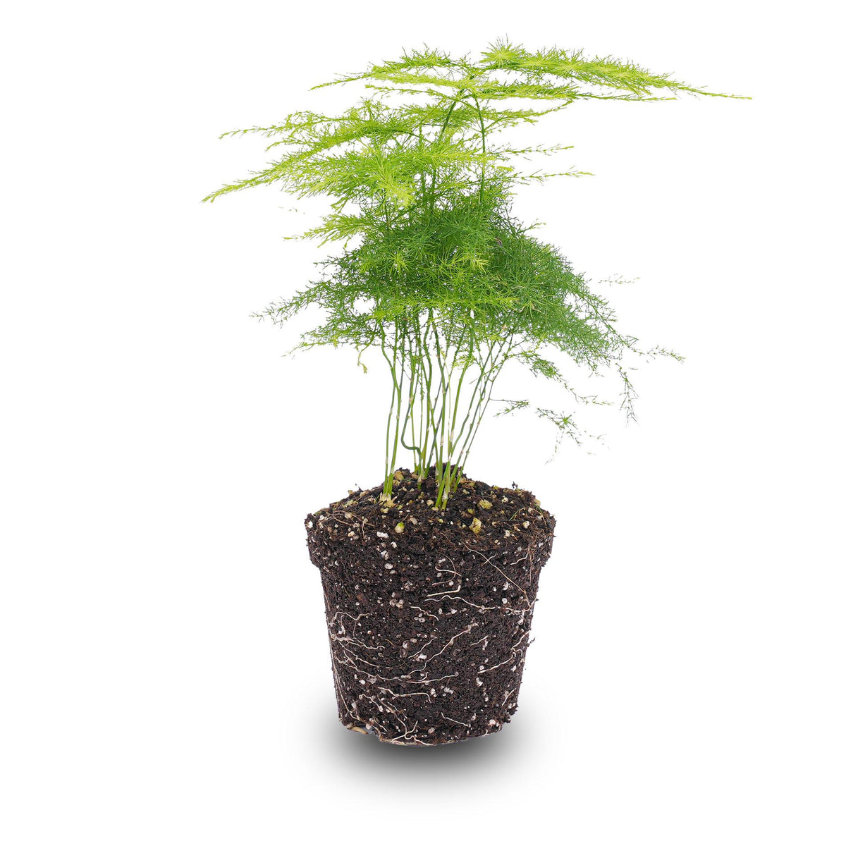 Asparagus Setaceuse Plumosus (bregnefløj) – Ø6 cm