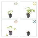 Geranium 'Tiny Monster' (cranesbill) – 60 plants, Ø9 cm, 10–25 cm high