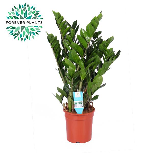 Zamioculcas zamiifolia (zz-plant) – Ø21 cm, 95 cm hoog