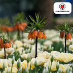Kejserkrone 'Rubra' rødorange – 5 blomsterløg